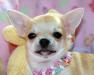 Чихуахуа щенки продаются превью 1599497 Чихуахуа щенки продаются превью 1599497.