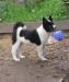 Превью Щенки лайки русскоевропейской Новоуральск - 1