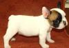 Французский бульдог. Очаровательные щенки превью 1061601.