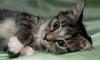Котенок Йена - полосатая жемчужина превью 1061638.
