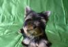 Йоркширский Терьер - Великолепные Щенки превью 1062179.