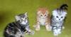 Продаются шотландские котята превью 1062579.