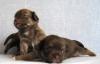 Чихуахуа -  шоколадно-тигровые  малыши превью 1062647.