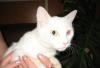 Белоснежная разноглазая кошка - счастье в доме превью 1062753.