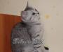 Британские котята окрасов  серебристый табби превью 1062835.