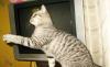 Британские котята окрасов  серебристый табби превью 1062845.