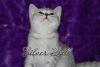Британские котята  серебристый табби сильвер-табби превью 1062855.