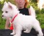 Вест хайленд вайт терьер - мальчики превью 1060389.