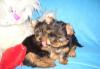 Щеночки йоркширского терьера превью 1063093.