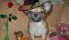 Чихуа хуа  девонька превью 1063441.