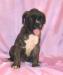 Боксер-щенки-девочки1,5 мес превью 1063558.