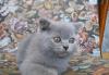 Превью Британские клубные котята Москва - 1