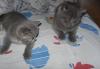 Британские котята превью 1064856.