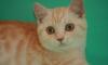 Британский котик маленький огонек превью 1064989.