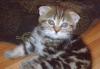 Продаю шотландских котят вискасных окрасов превью 1065091.