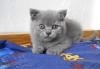 Британский голубой котёнок превью 1065155.