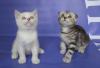 Элитные шотландские котята-редкие окрасы превью 1065725.