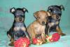 Цвергпинчер(карликовый пинчер) девочки превью 1066003.