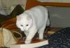 Красивая белая кошечка превью 1067005.