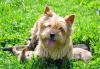 Норвич терьер - клубные щенки превью 1067297.