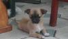 Чихуахуа щенка превью 1067368.