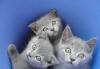 Британские голубые котята превью 1069012.