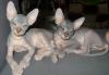 Котята-Донские сфинксы превью 1069450.