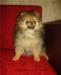 Померанец-шпиц,девочка Юнесса 3,5 мес превью 1601832 Померанец-шпиц,девочка Юнесса 3,5 мес превью 1601832.