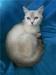 Голубоглазая кошечка в дар превью 1602008 Голубоглазая кошечка в дар превью 1602008.