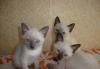 Очаровательные сиамские котята превью 1602036 Очаровательные сиамские котята превью 1602036.