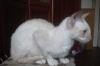 Превью Котята  корниш рекс Санкт-Петербург - 2