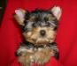 Щенки йоркширского терьера превью 1602295 Щенки йоркширского терьера превью 1602295.