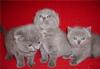 Роскошные котята шотландские вислоухие и британск превью 1602335 Роскошные котята шотландские вислоухие и британск превью 1602335.
