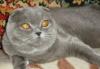 Превью Роскошные котята шотландские вислоухие и британск Москва - 4