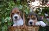 Щенки бигля недорого превью 1602427 Щенки бигля недорого превью 1602427.