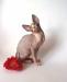 Превью Котята канадские сфинксы Санкт-Петербург - 1
