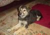 Отдам в хорошие руки щенка 2 мес мальчика превью 1604187 Отдам в хорошие руки щенка 2 мес мальчика превью 1604187.