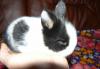 Продам декоративных крольчат превью 1604867.