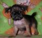 Гриффон брюссельский щенок мальчик превью 1605169 Гриффон брюссельский щенок мальчик превью 1605169.