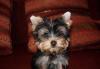Мальчик йоркширского терьера превью 1605214 Мальчик йоркширского терьера превью 1605214.