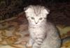 Превью Продаются котятки Королев - 2