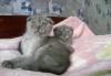 Превью Шотландские котята фолд и страйт Москва - 2