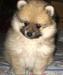 Щенки немецкого (померанского) шпица превью 1613110.