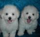 Щенки бишон фризе превью 1613361.