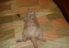 Превью Ищу кота для вязки Саратов - 4