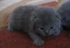 Превью Элитные Шотландские котята (Фолд и Страйт) Нижний Новгород - 2