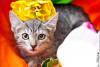 Превью "Два сыночка и две лапочки дочки."  котята в дар Москва - 2