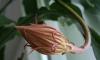 Превью Эпифиллумы разных сортов Санкт-Петербург - 3