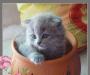Превью Продаю котят скоттиш фолд Москва - 1
