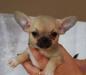 Превью Щенки чихуахуа Шоу класса девочки и мальчики Москва - 1